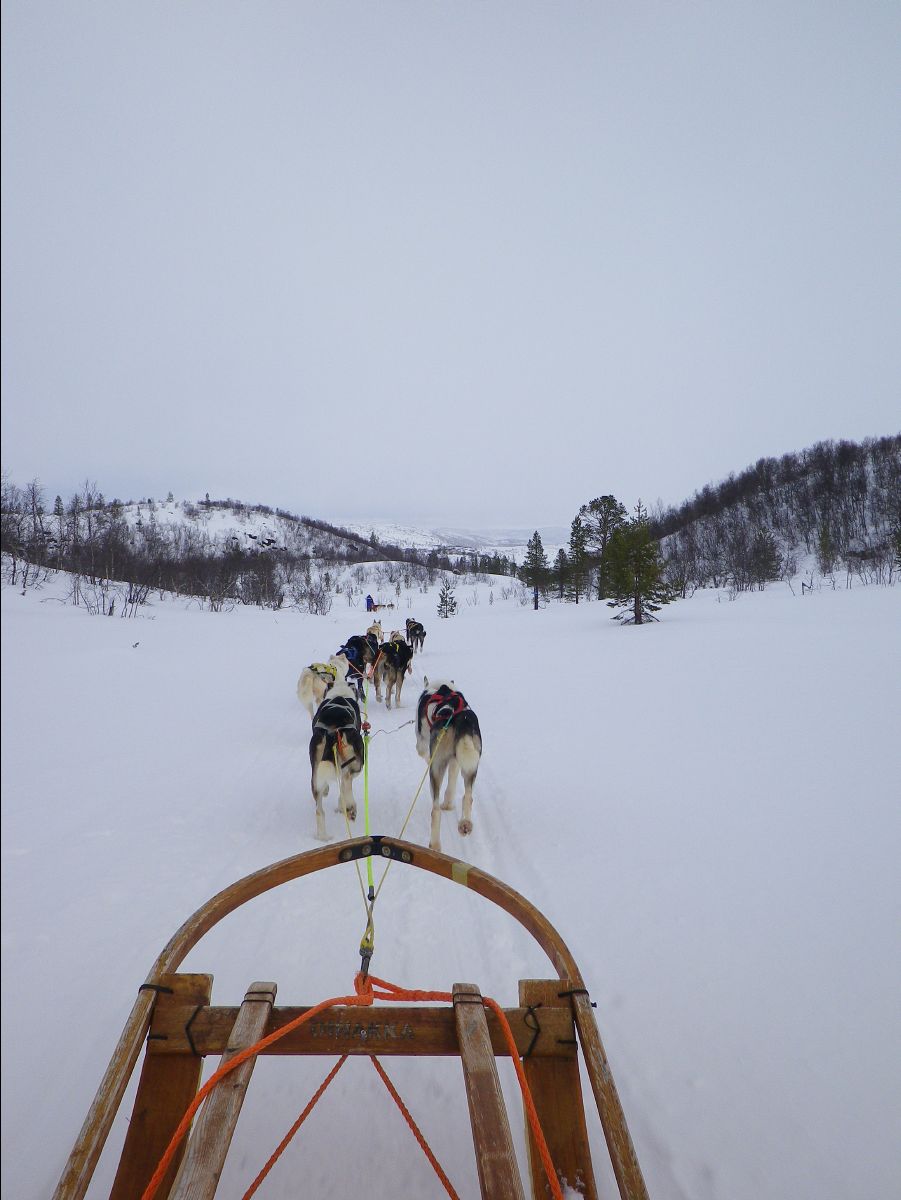 Dogs sledge50